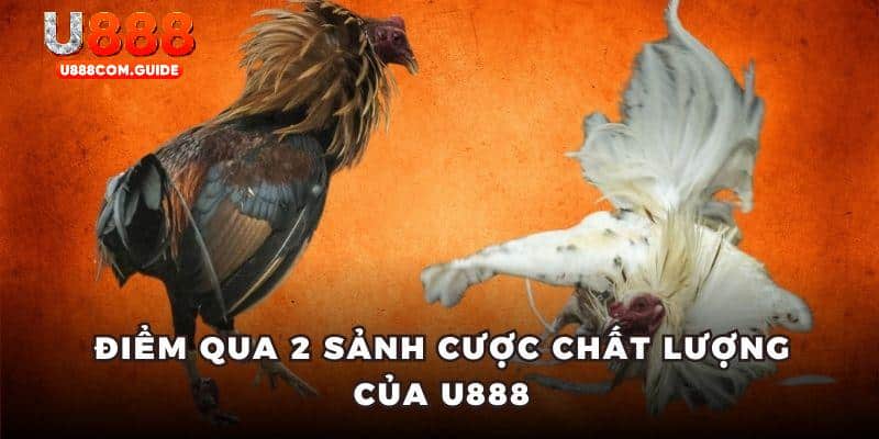 Điểm qua 2 sảnh cược chất lượng của U888