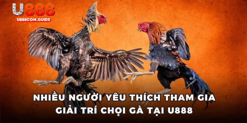 Nhiều người yêu thích tham gia giải trí chọi gà tại U888